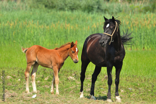 Mare with a foal in a meadow © predrag1