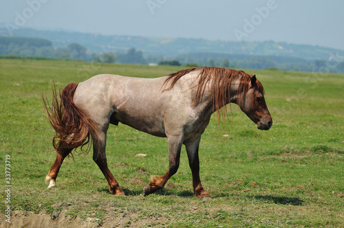Beautiful stallion galloping © predrag1