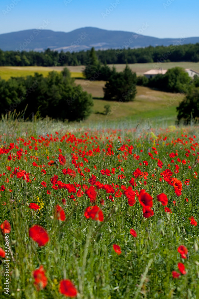 Coquelicots sur une colline