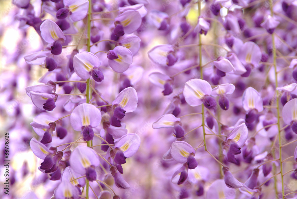 藤の花 藤の花