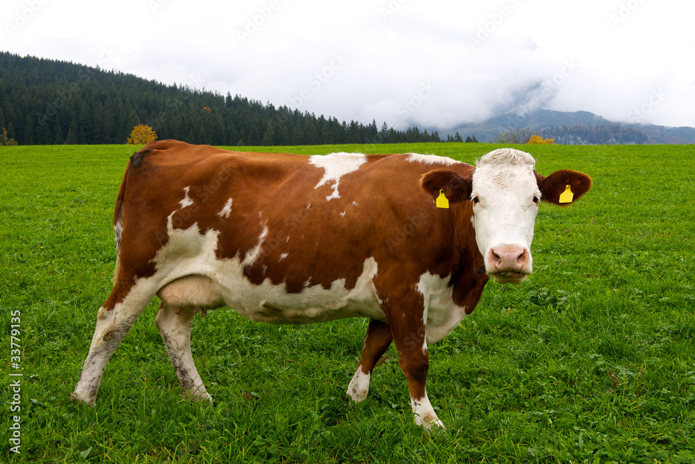 Alpine Cow