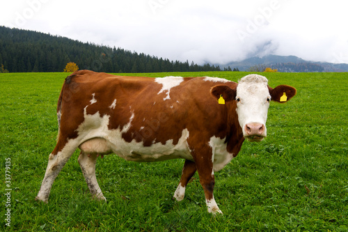 Alpine Cow