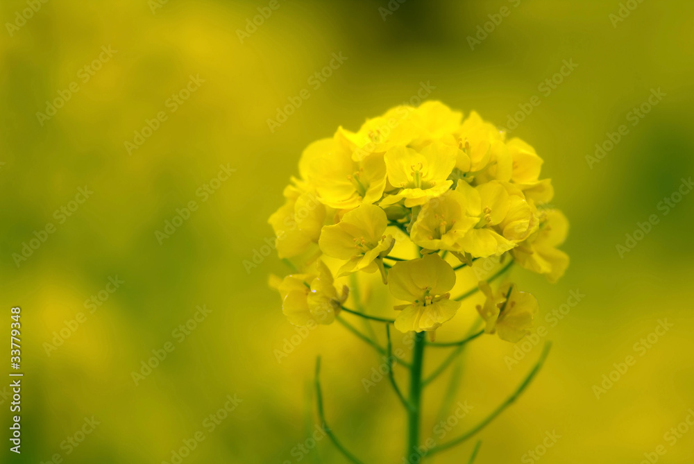菜の花 菜の花