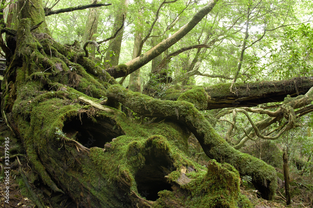 屋久島の森 屋久島の森