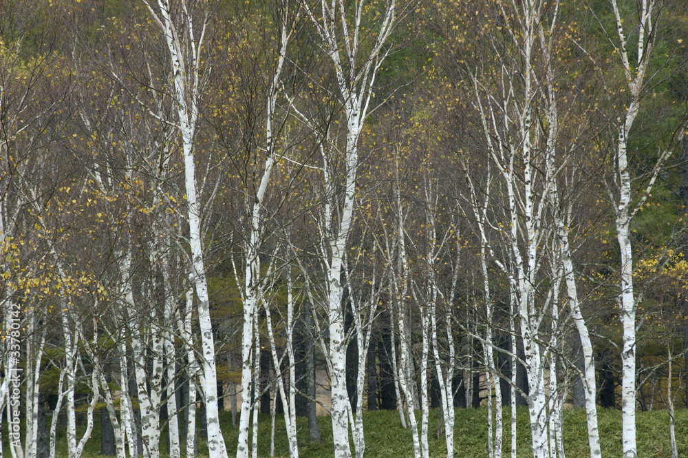 Fototapeta premium 白樺林