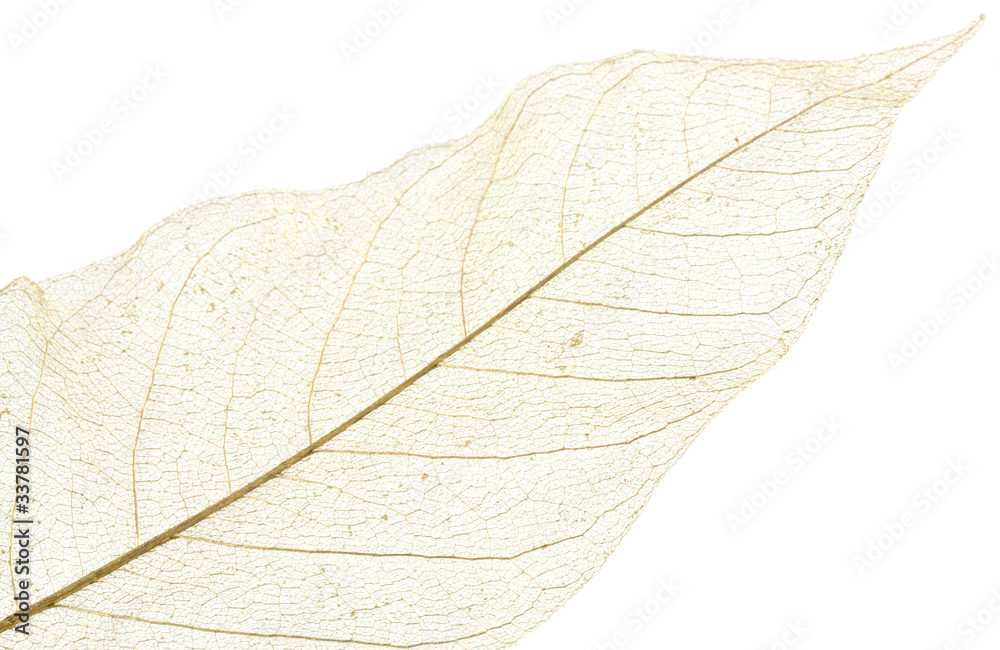 Fototapeta premium squelette feuille