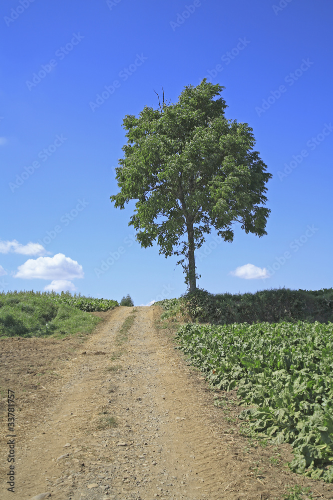 Obraz premium 一本の木