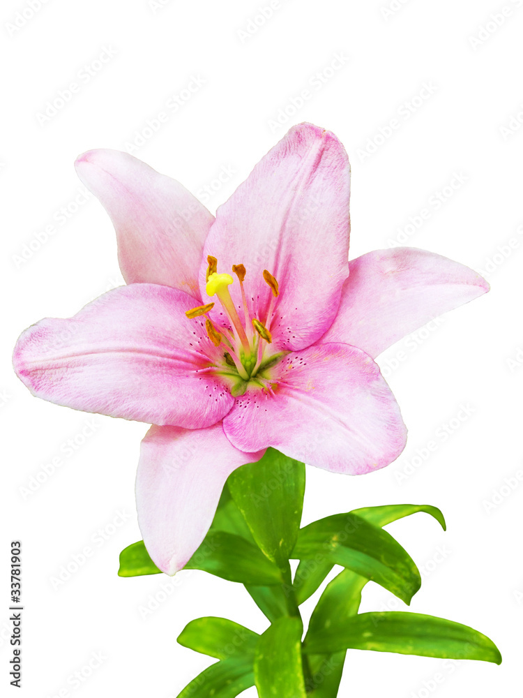 royal lily flower royal lily flower