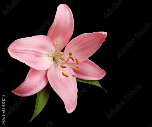 Pink lily on a black background