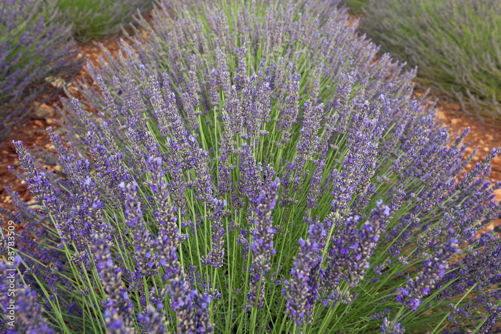 Obraz premium Lavande sur le plateau de Valensole