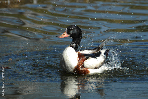 duck in the water photo