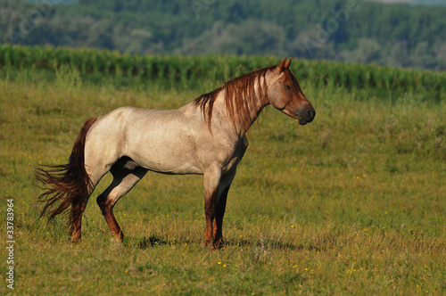 beautiful stallion in the pasture