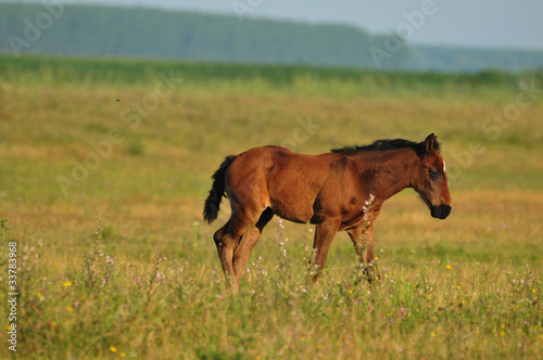 Foal in the meadow