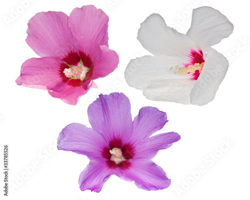 three beautiful flowers isolated on white