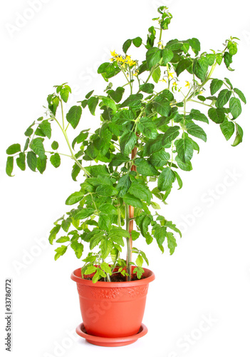 Tomato plant growing in a flower pot isolated on white
