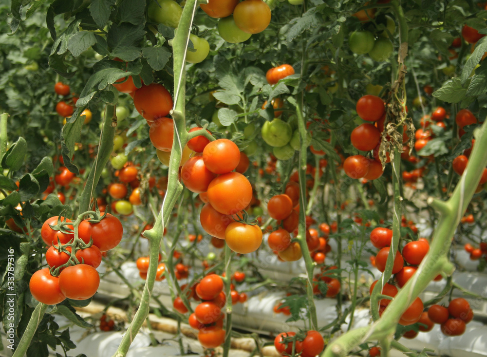 Tomatoes in greenhouse