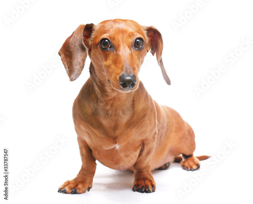 dachshund