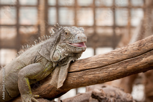 Green iguana sitting on a branch