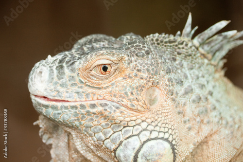 Close up profile of a green iguana