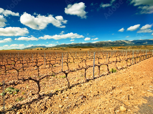 Landscape of Vineyard in La Rioja, Spain