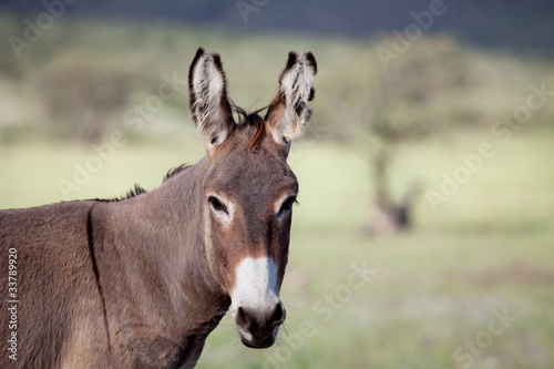 Esel in Namibia
