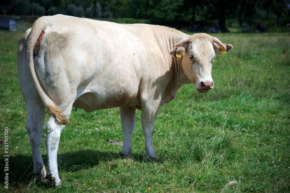 Grazing cow Grazing cow