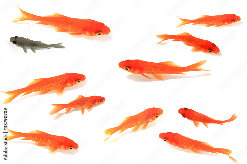 Goldfish 金魚 Goldfish 金魚