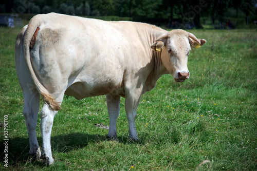 Grazing cow