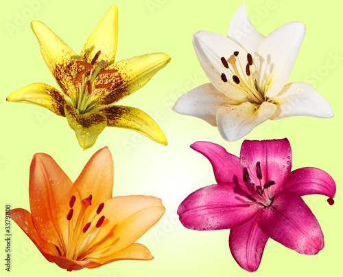 Set of four lily heads