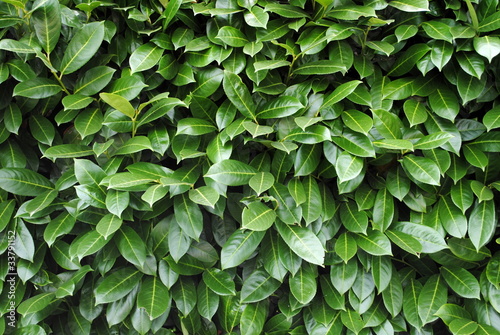 sfondo di foglie verdi photo