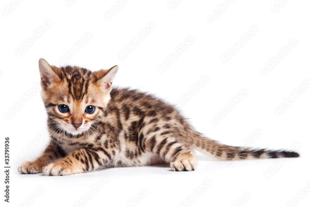 Bengal cat on white background Bengal cat on white background