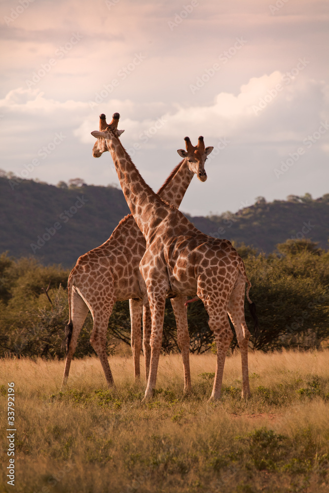 Obraz premium Giraffen in der Wüste