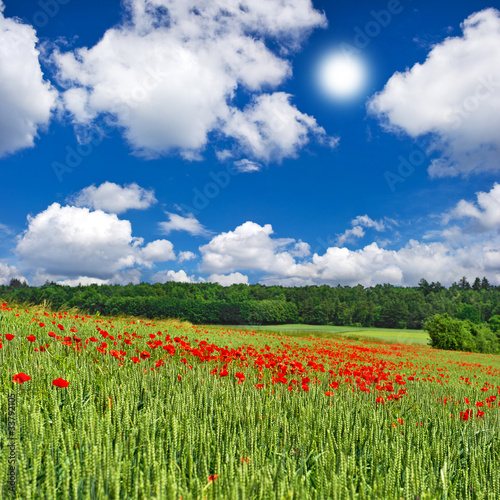 poppies field and cloudy blue sky