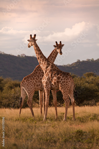 Giraffen in der Wüste © artburger