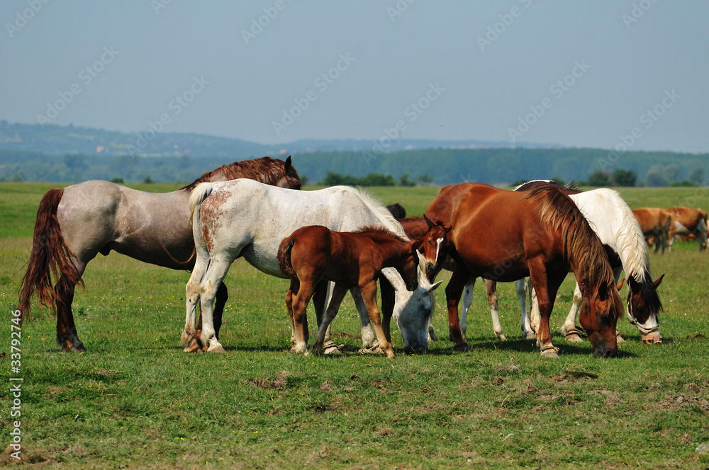 Horses on pasture