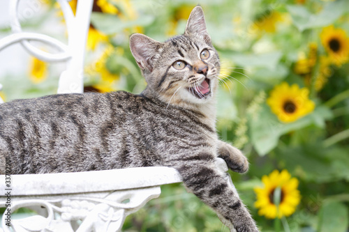 椅子の上の猫
