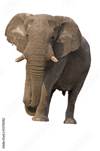 Elephant bull against a white background  Loxodonta Africana