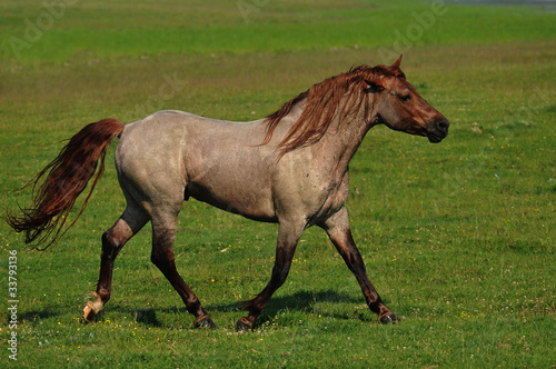 beautiful stallion in the pasture © predrag1