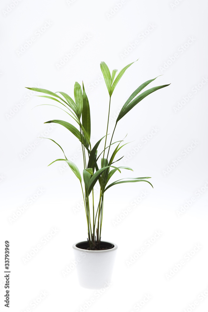 観葉植物 観葉植物