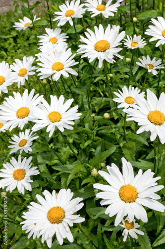 chamomile field