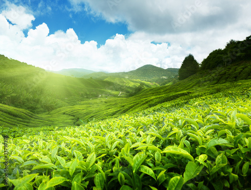 Tea plantation Cameron highlands, Malaysia #33797376