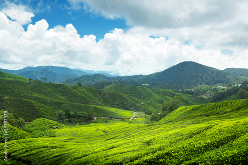 Tea plantation Cameron highlands, Malaysia © Iakov Kalinin