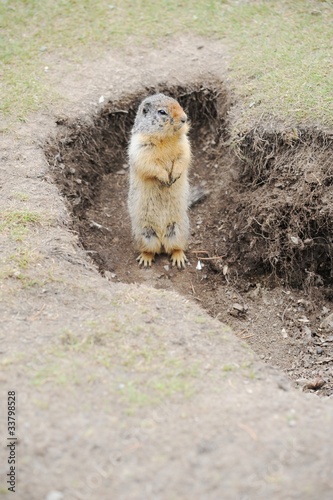 Wallpaper Mural erdhörnchen Torontodigital.ca
