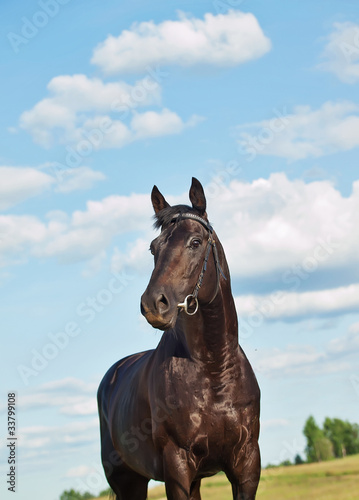 beautiful  black stallion at blue sky © anakondasp