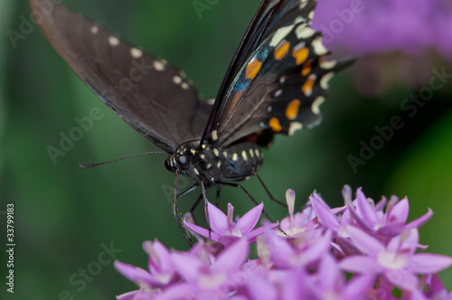 Palamedes Swallowtail © Krzysztof Wiktor