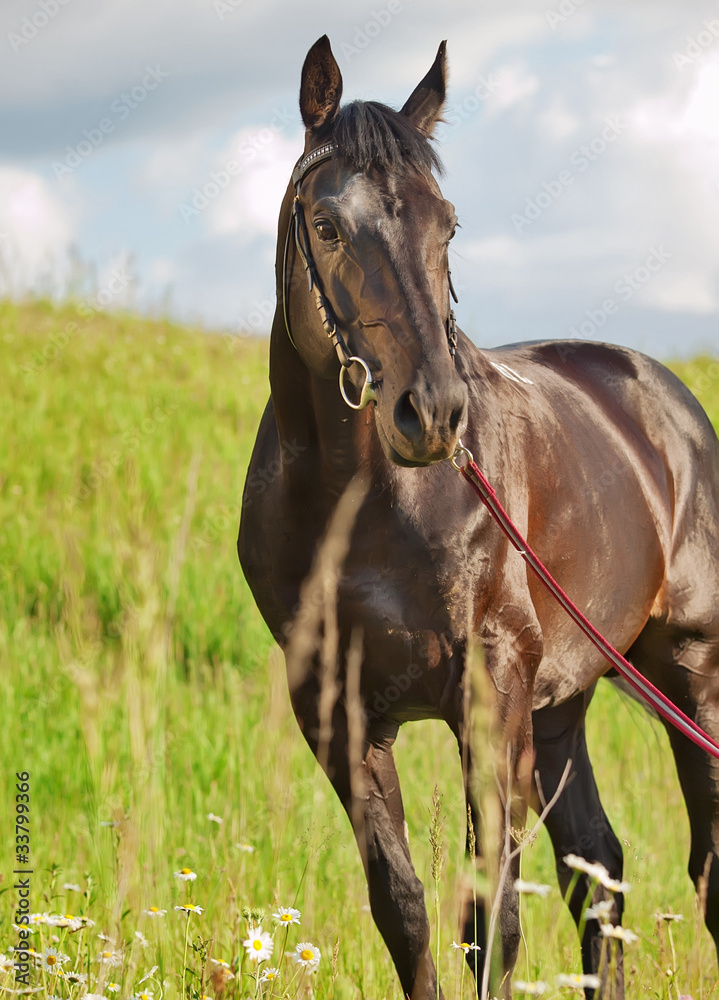 wonderful black stallion in summer field wonderful black stallion in summer field