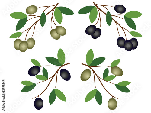 Olive branches,vector