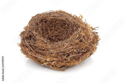 Bird Nest