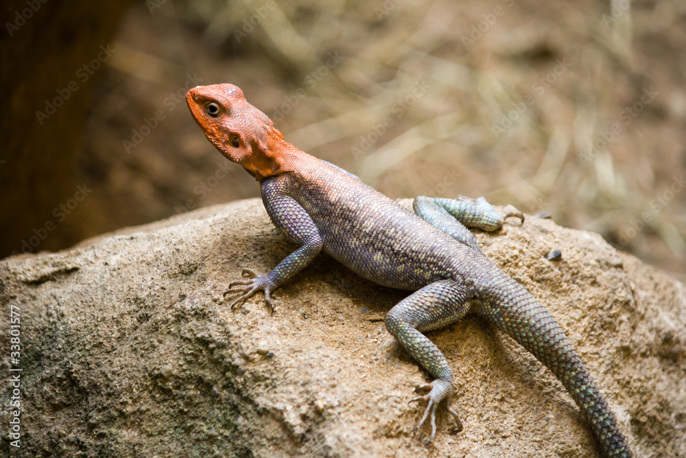 Detail of red-headed agama on the sandstone Detail of red-headed agama on the sandstone
