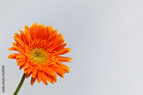 orange gerbera daisy